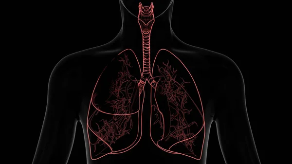 Nsan Solunum Sistemi Akciğerleri Anatomisi Boyut — Stok fotoğraf
