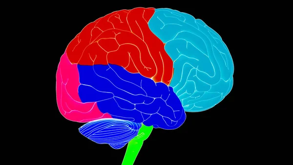 Centrala Organ Människans Nervsystem Hjärnloberna Anatomi Tredimensionell — Stockfoto