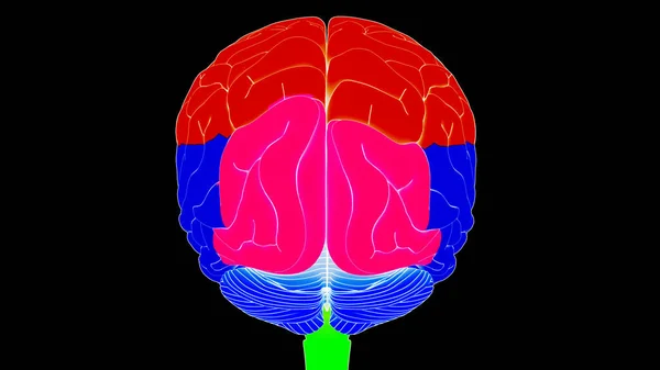 Central Organ Human Nervous System Brain Lobes Anatomy — Stock Photo, Image