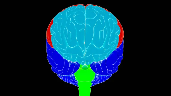Órgão Central Sistema Nervoso Humano Cérebro Com Anatomia Dos Lobos — Fotografia de Stock