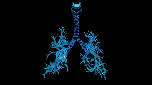 Human Respiratory System Lungs Alveoli Anatomy — Stock Photo, Image