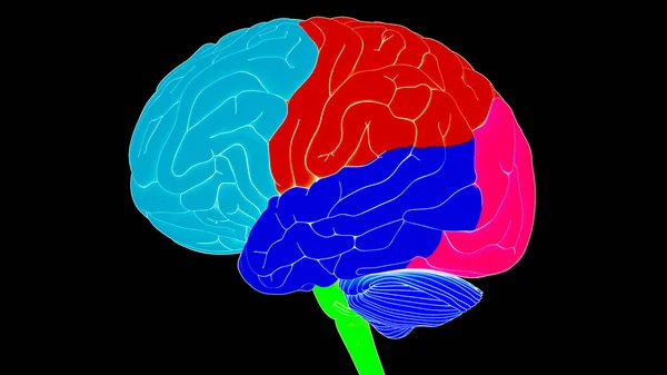 Centraal Orgaan Van Het Menselijk Zenuwstelsel Hersenkwabben Anatomie — Stockfoto