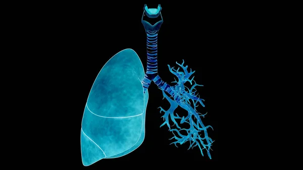 stock image Human Respiratory System Lungs Anatomy. 3D