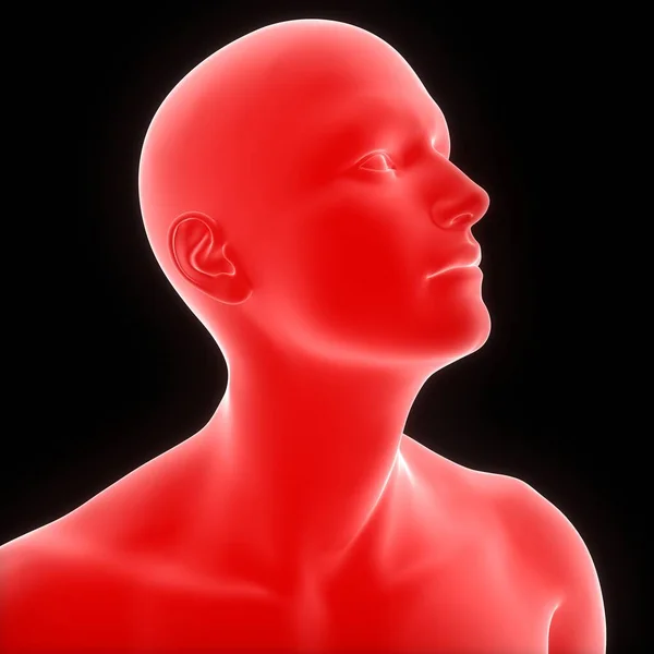 Human Body Face Pose Anatomy. 3D
