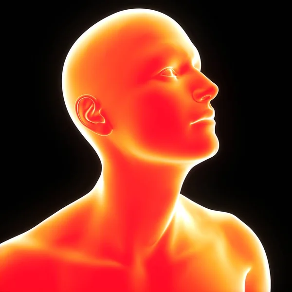 Анатомія Людини Обличчя Людини — стокове фото