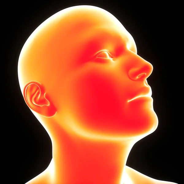 Anatomia Face Corpo Humano — Fotografia de Stock