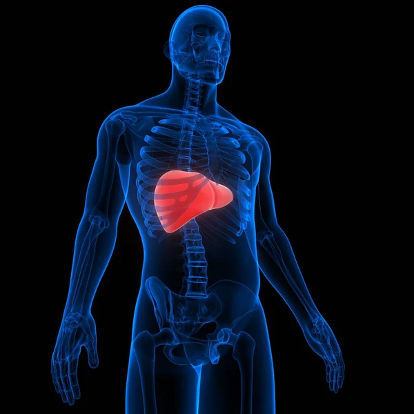 ヒトの内臓肝解剖学 — ストック写真