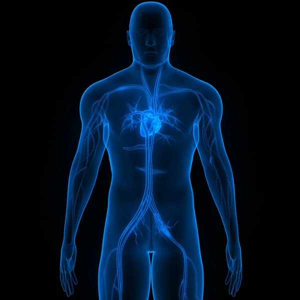 Emberi Keringési Rendszer Szív Anatómia — Stock Fotó