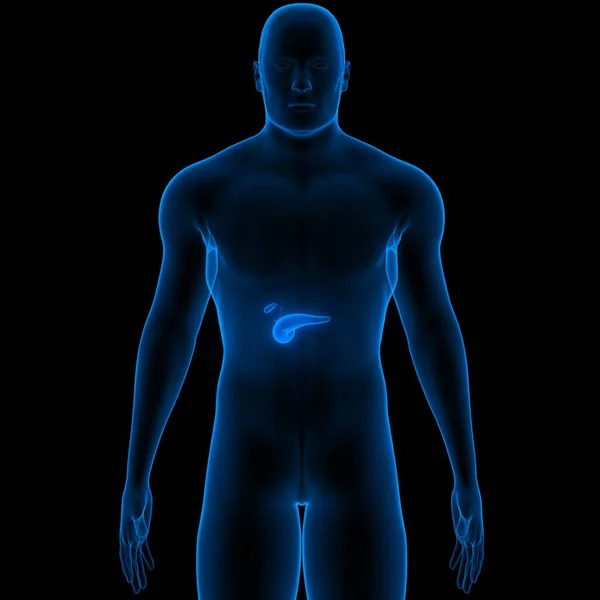 Menselijke Inwendige Organen Alvleesklier Met Galblaas Anatomie — Stockfoto