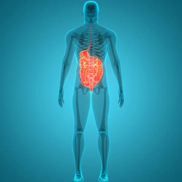Anatomia Del Sistema Digestivo Umano — Foto Stock