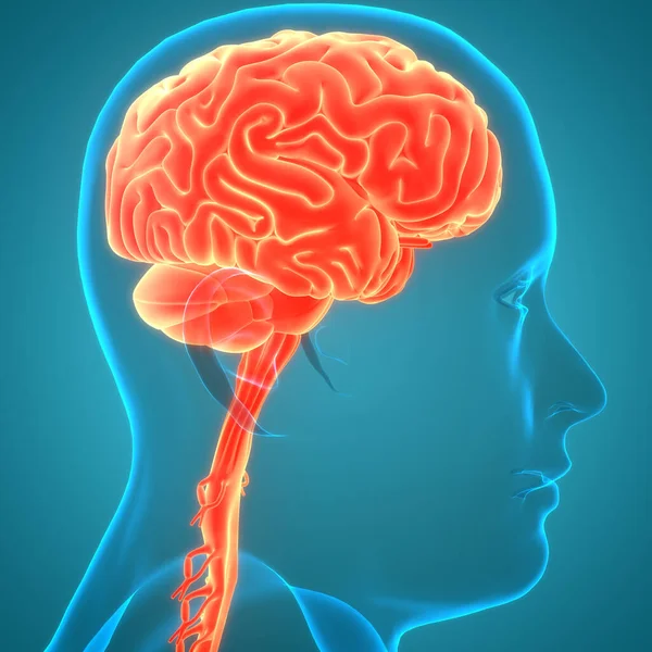 Anatomía Cerebral Del Sistema Nervioso Central Humano — Foto de Stock