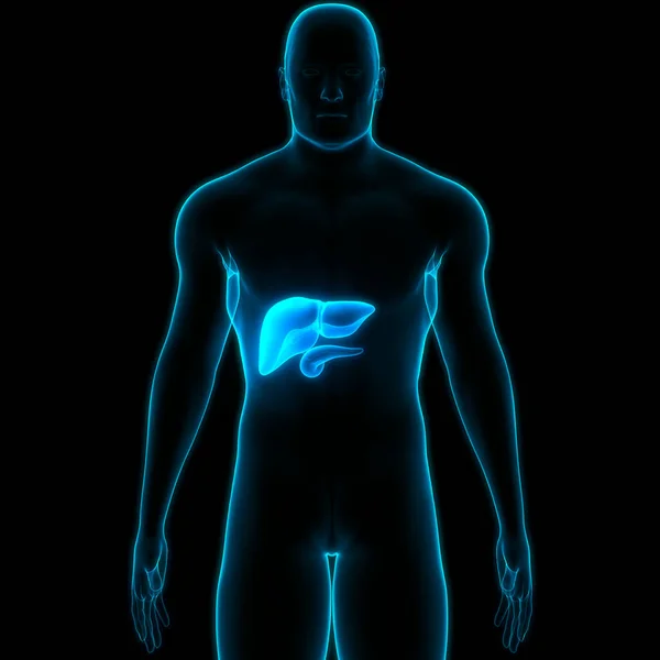 Órgano Interno Humano Hígado Con Páncreas Anatomía Vesícula Biliar — Foto de Stock