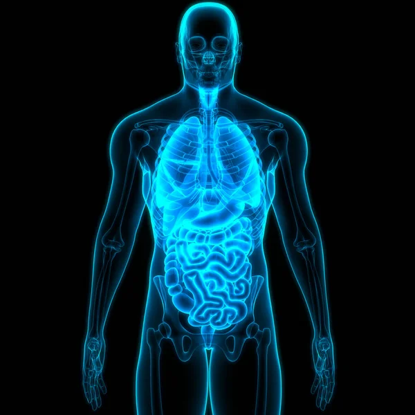 Anatomia Del Sistema Digestivo Umano — Foto Stock