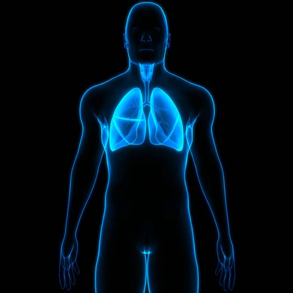 Anatomie Pulmonaire Système Respiratoire Humain — Photo