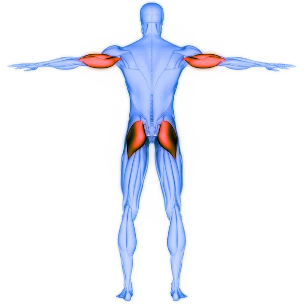 Tríceps Del Sistema Muscular Humano Glúteo Máximo Anatomía Muscular — Foto de Stock