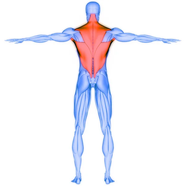 Human Muscular System Torso Muscles Anatomy — Stok fotoğraf