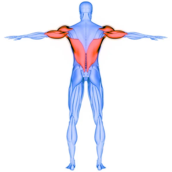 Sistema Muscular Humano Deltoideus Triceps Latissimus Dorsi Anatomía Muscular —  Fotos de Stock