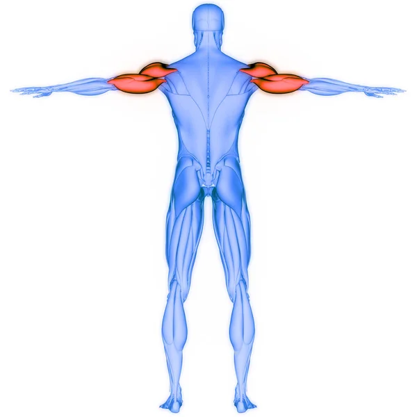 人間の筋肉系腕の筋肉Deltoideusと三脚の筋肉の解剖学 — ストック写真