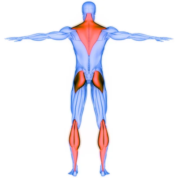 Menschliches Muskelsystem Trapezius Gluteus Maximus Und Gastrocnemius Muskeln Anatomie — Stockfoto