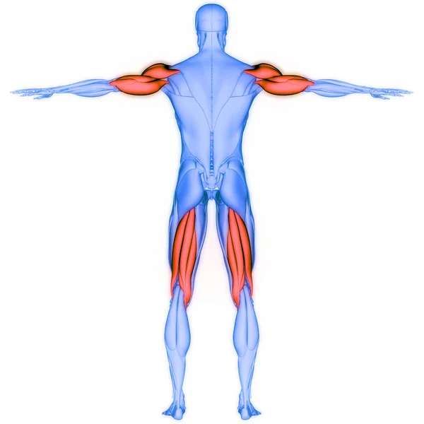 Muskler Anatomi Tredimensionell — Stockfoto
