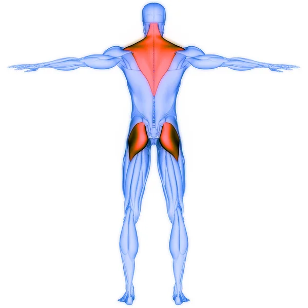 Sistema Muscular Humano Trapézio Glúteo Máximo Anatomia Dos Músculos Gastrocnêmio — Fotografia de Stock