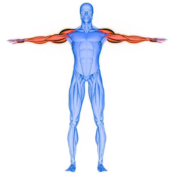 人間の筋肉系の筋肉の解剖学 — ストック写真