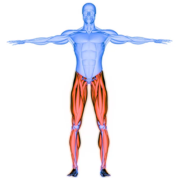 Sistema Muscolare Umano Anatomia Dei Muscoli — Foto Stock