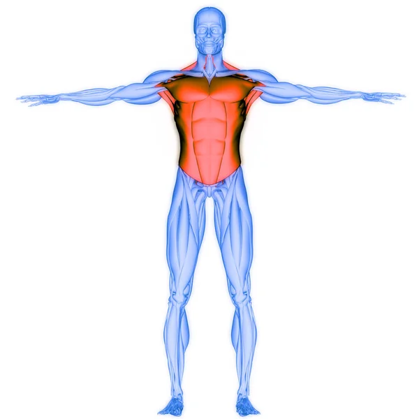 Human Muscular System Torso Muscles Anatomy — Stockfoto
