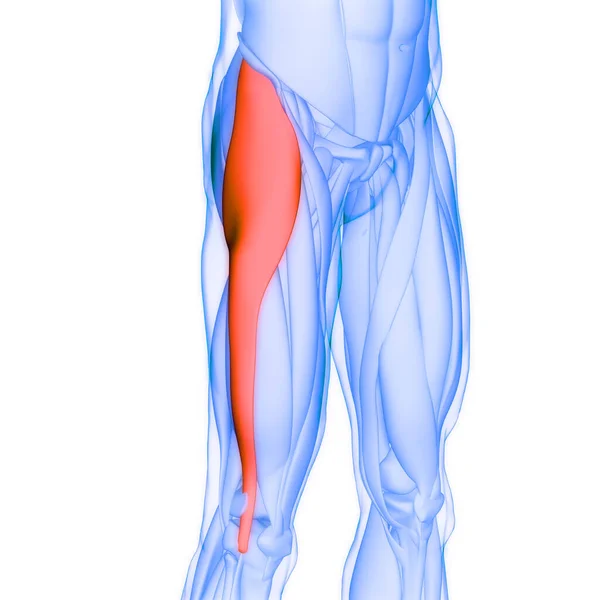 Мышечная Система Человека Мышцы Ног Тензор Fasciae Latae Мышцы Анатомии — стоковое фото