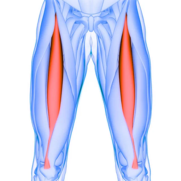 人間の筋肉系の脚の筋肉は 筋肉の解剖学的構造を復元します — ストック写真