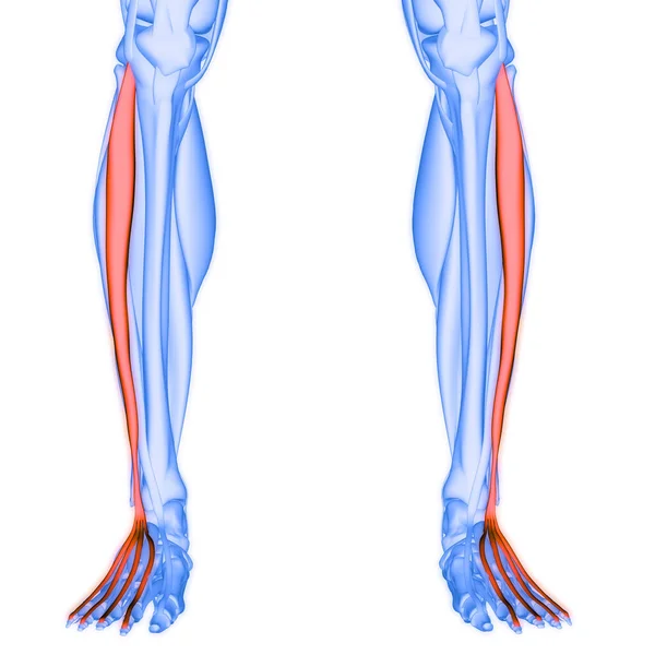 Sistema Muscular Humano Piernas Músculos Extensor Digitorum Longus Muscles Anatomy —  Fotos de Stock
