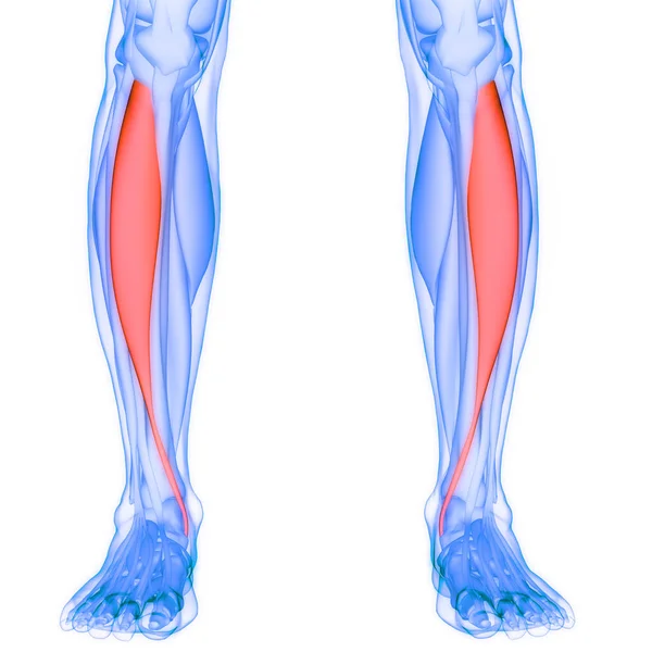 人类肌肉系统腿肌肉 胃肌肉和肌肉解剖 — 图库照片