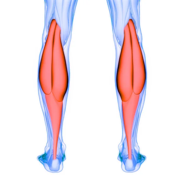 Nsan Kas Sistemi Bacak Kasları Gastrocnemius Kas Anatomisi Boyut — Stok fotoğraf