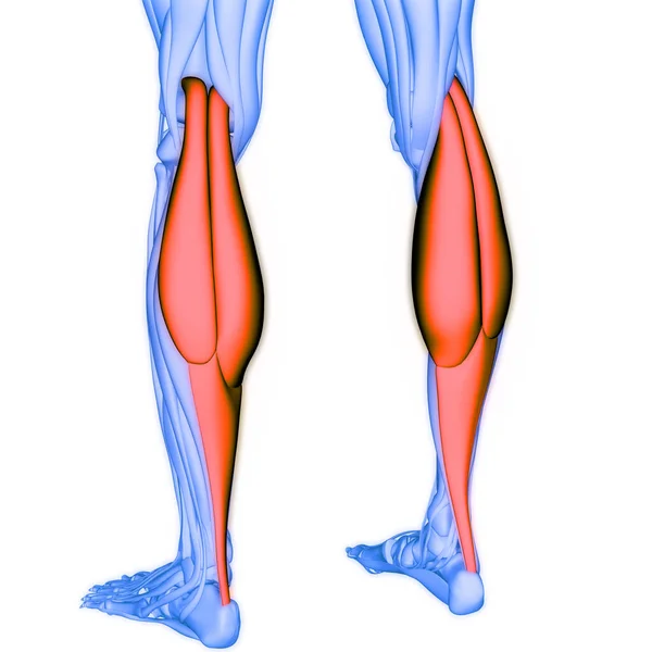 人間の筋肉系の脚の筋肉ガストロネミウスの筋肉の解剖学 — ストック写真