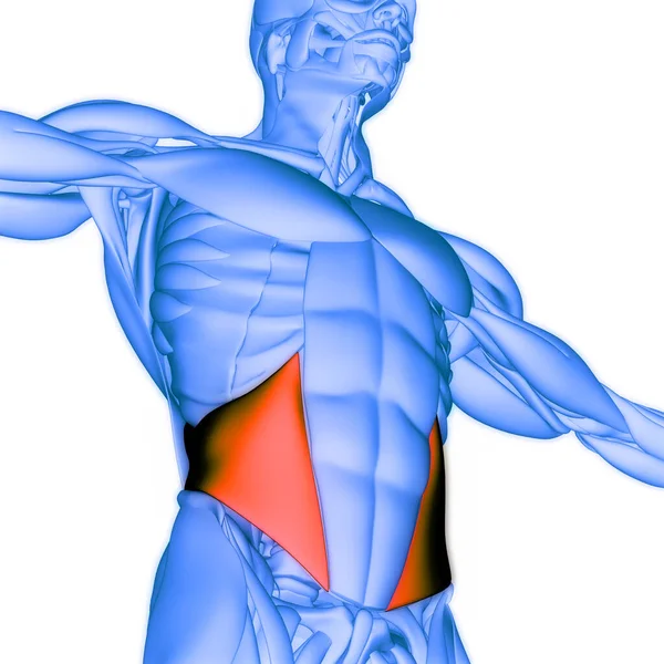ヒトの筋肉系トルコ筋 内部オブリーク筋解剖学 — ストック写真