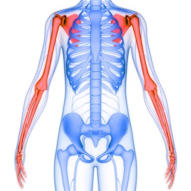 İnsan iskeleti, humerus kemikleri, eklem anatomisi. Üç Boyut