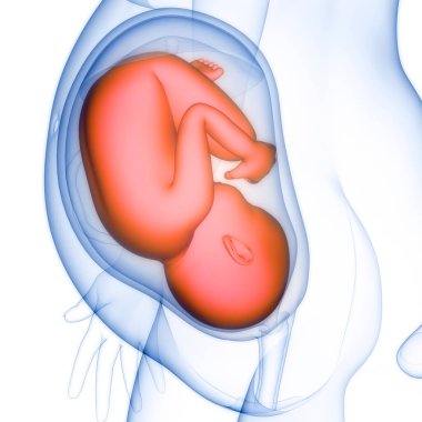 Anatomideki insan fetüs bebeği. Üç Boyut