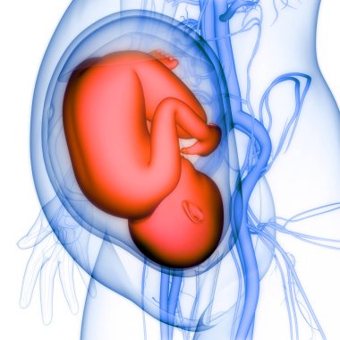Anatomideki insan fetüs bebeği. Üç Boyut