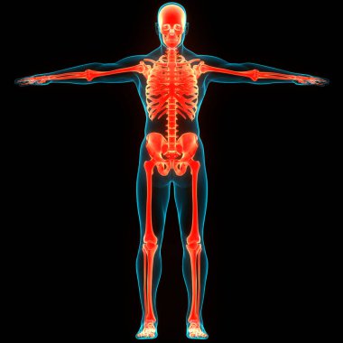 İnsan iskeleti kemik eklemleri anatomisi. Üç Boyut