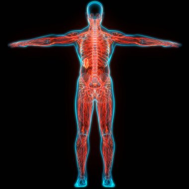 İnsan iç sistemi lenf düğümleri anatomisi. Üç Boyut