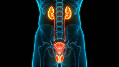 İdrar torbası anatomisi olan insan böbrekleri. Üç Boyut