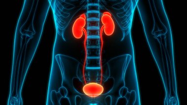 İdrar torbası anatomisi olan insan böbrekleri. Üç Boyut