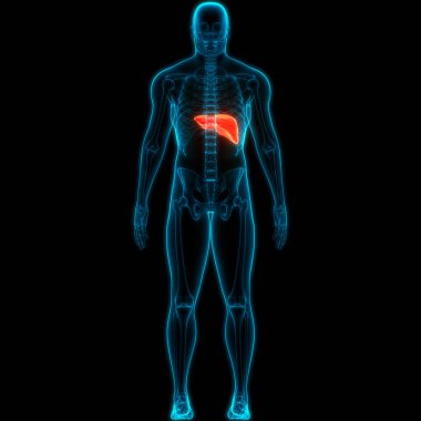 Pankreas ve safra kesesi anatomisi olan insan iç organları karaciğeri. Üç Boyut