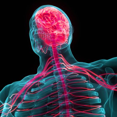 İnsan Merkezi Sinir Sistemi Beyin Anatomisi. 3d