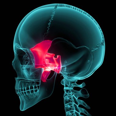 İnsan İskelet Sistemi Kafatası Kemik Sfenoid Kemik Parçaları Anatomisi. Üç Boyut