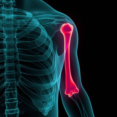 İnsan iskelet sistemi humerus kemik eklemleri anatomisi. Üç Boyut