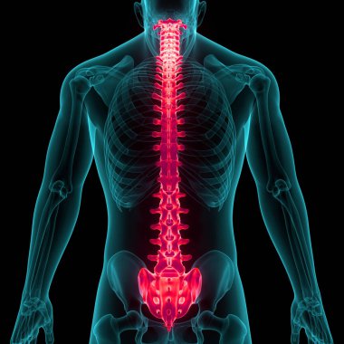 İnsan iskelet sistemi anatomisinin omurilik omurgası. Üç Boyut