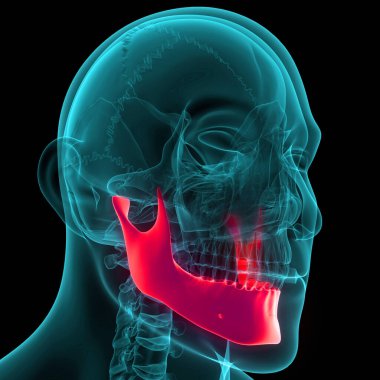 İnsan İskelet Sistemi Kafatası Kemiği Alt Çene Anatomisi. Üç Boyut