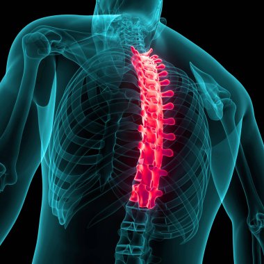 İnsan İskelet Sistemi Anatomisi 'nin Omurilik Kolonu Thorasic Omurgası. Üç Boyut