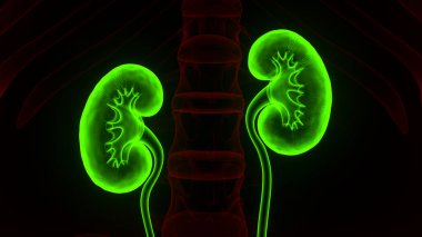 İnsan İdrar Sistemi Böbrekleri Anatomisi. Üç Boyut